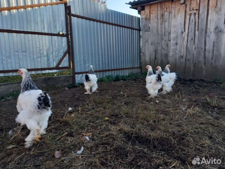 Брама светлая колумбийская