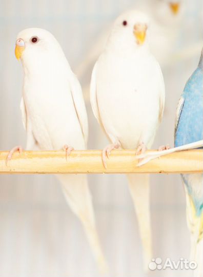 Волнистый попугай белые птенцы