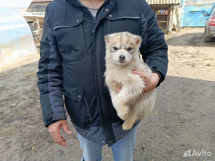 Щенки сибирской хаски