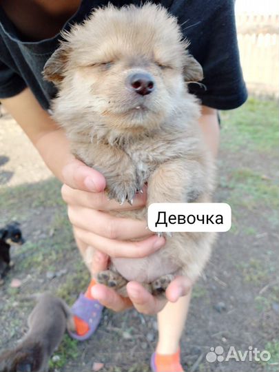 Щенки в добрые руки