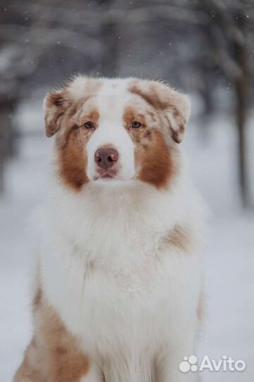 Кобель для вязки австралийской овчарки, аусси