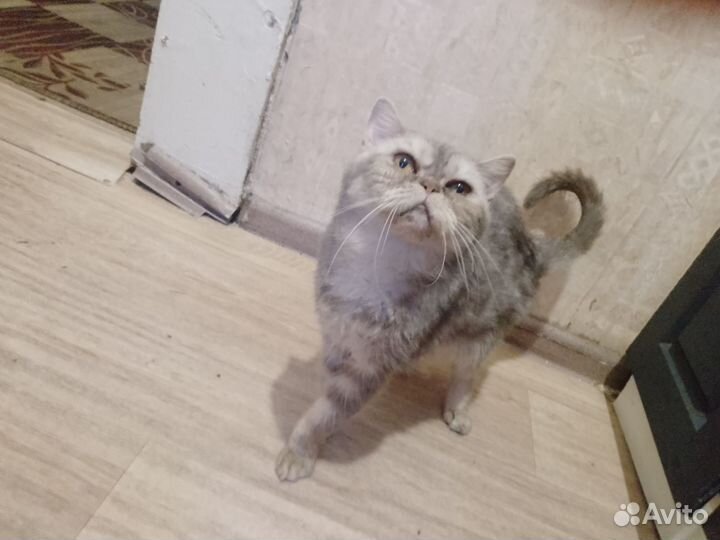 Экзотическая