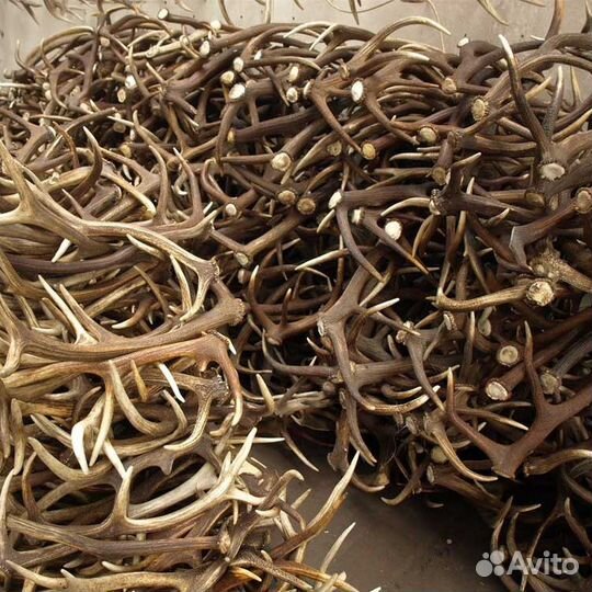 Рога лося, оленя. Прайс по ценам