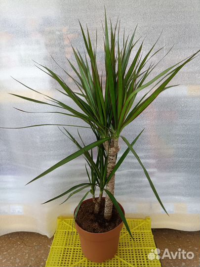 Драцена Маргината