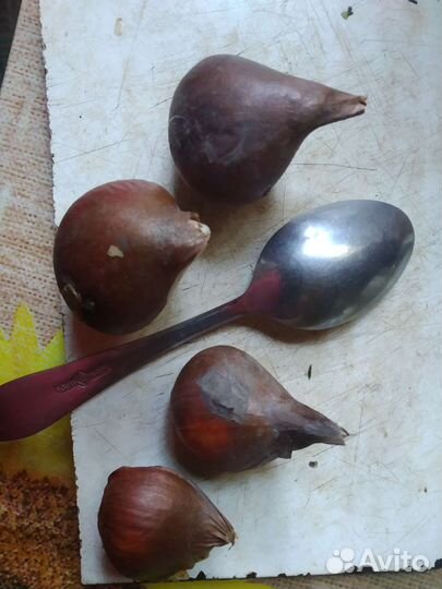 Луковицы тюльпана