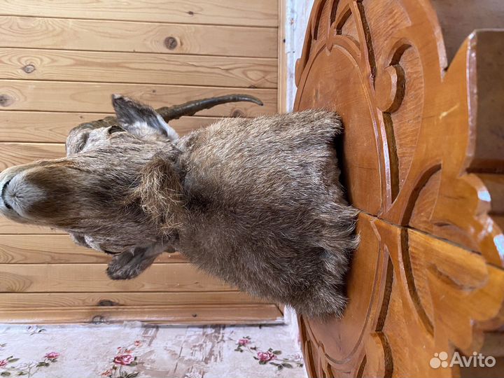 Чучело горного коза