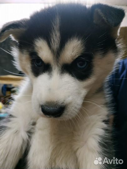 Сибирский хаски