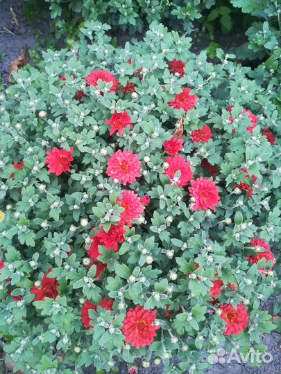 Хризантема растения