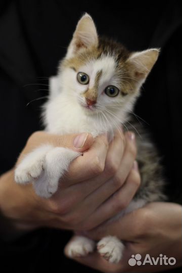 Котята девочки в добрые руки