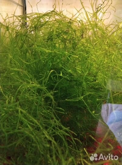 Мох яванский