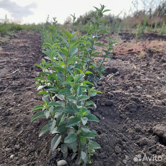 Саженцы лигуструм, бирючина 1,2 года опт