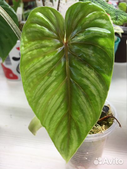 Philodendron plowmani
