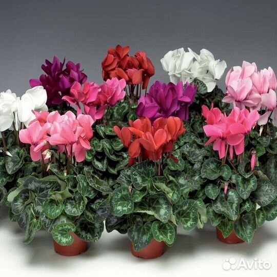 Комнатные растения, цветы