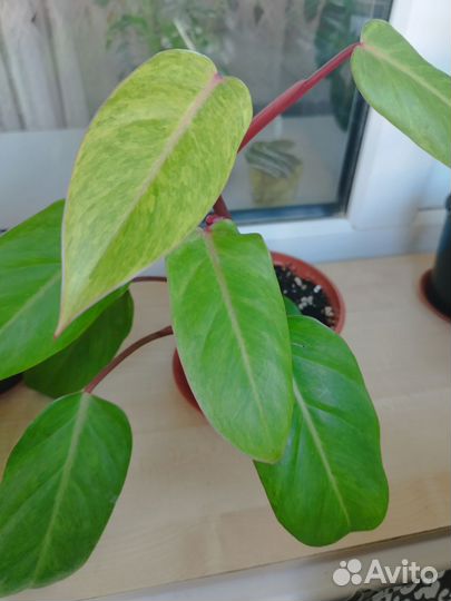 Филодендрон Медуза