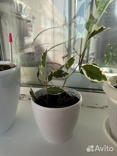 Фикус Бенджамина старлайт