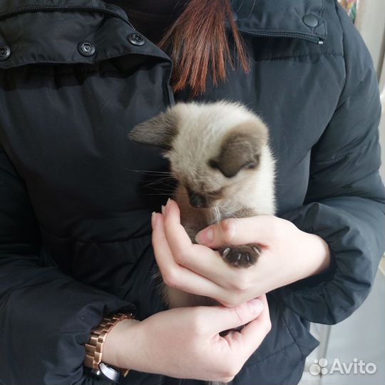 Отдам котят в добрые руки