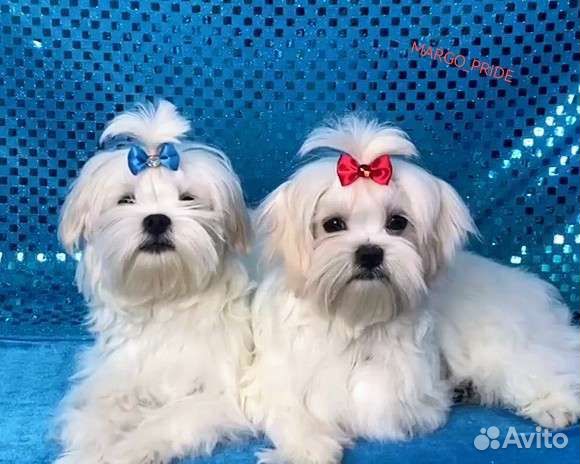 Мальтийская болонка щенки РКФ. Мальтезе