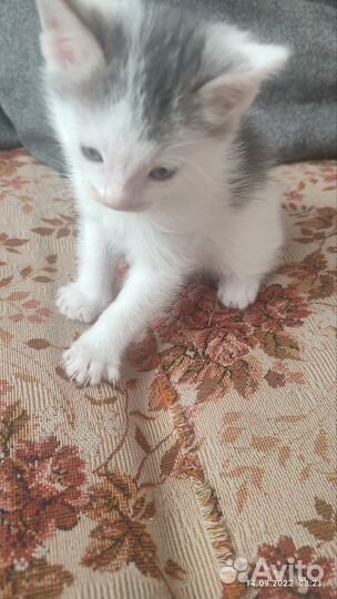 Кошка