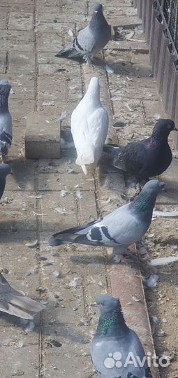 Голуби
