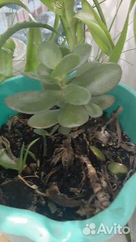 Толстянка - денежное дерево