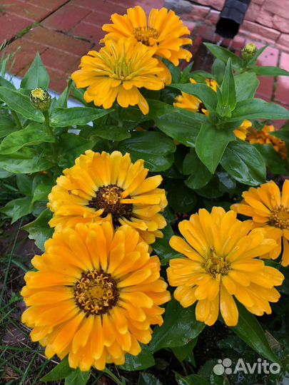 Поиск сиделки