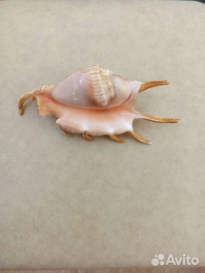 Морская раковина