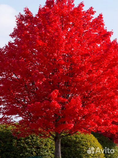 Дуб канадский красный