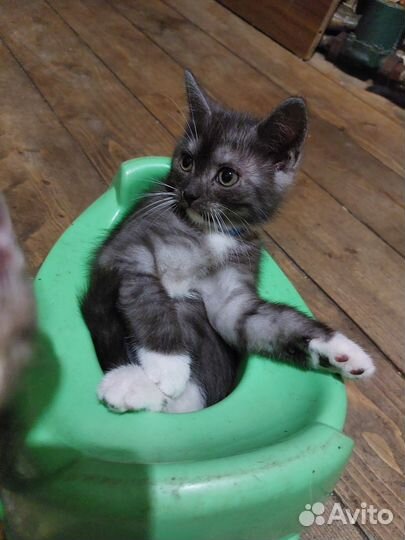 Шотландский котик