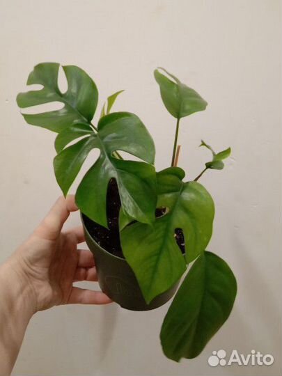 Монстера Минима рафидофора