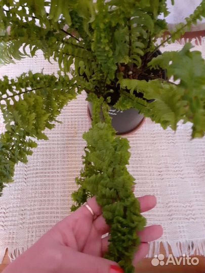 Папоротники редкие сорта