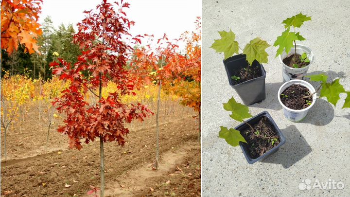 Клëн, магония, виноград девичий