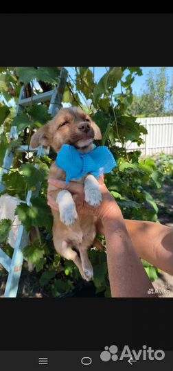 Собака в дар