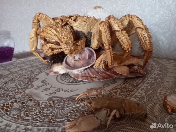 Продам краба, и оборудования для аква и аква на 60