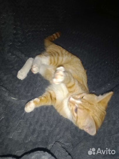 В добрые руки