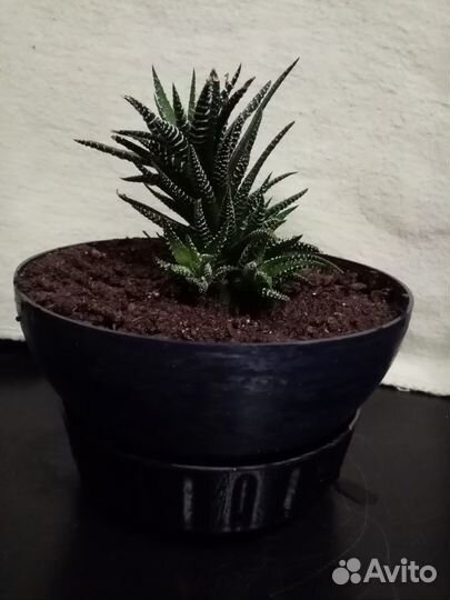 Хавортия Комнатный цветок