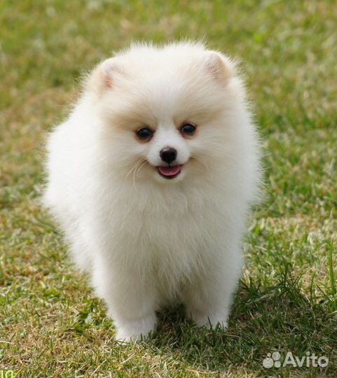 Обработка собак от клещей