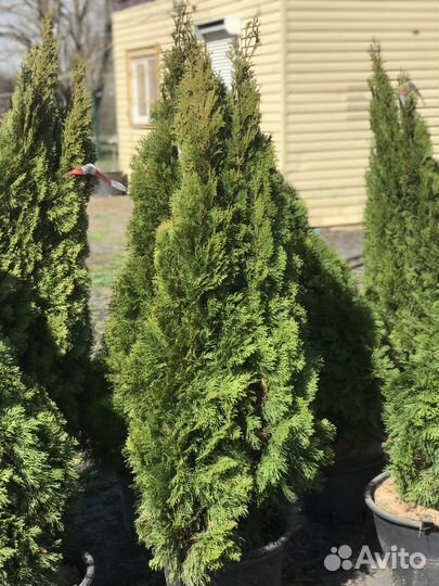 Туя Смарагд (Smaragd)