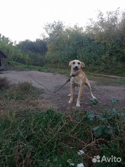 Собака бесплатно в дар в добрые руки