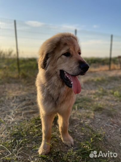 Собака для вязки