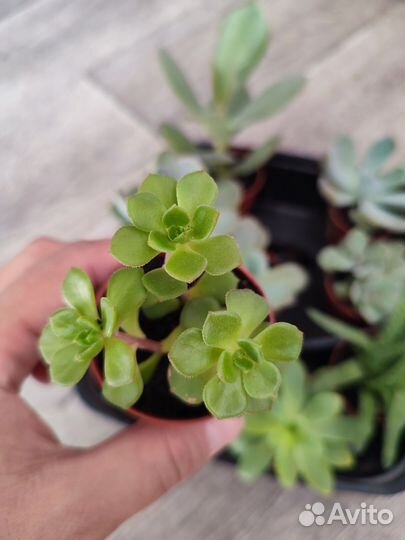 Суккуленты