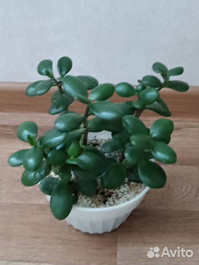 Спатифиллум и денежное дерево