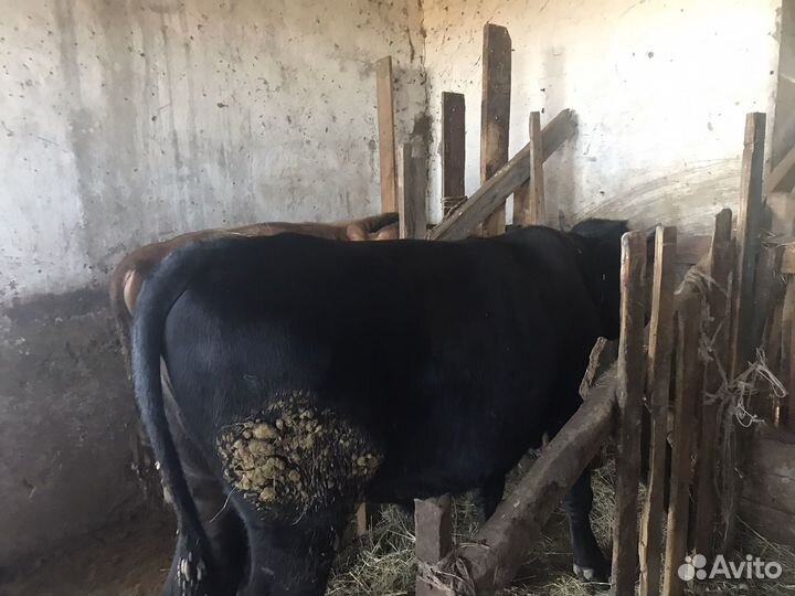 Бычки на откорм