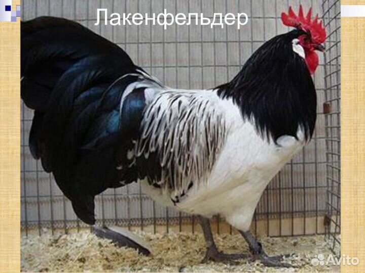 Китайские шелковые, Лакенфельдер цыплята