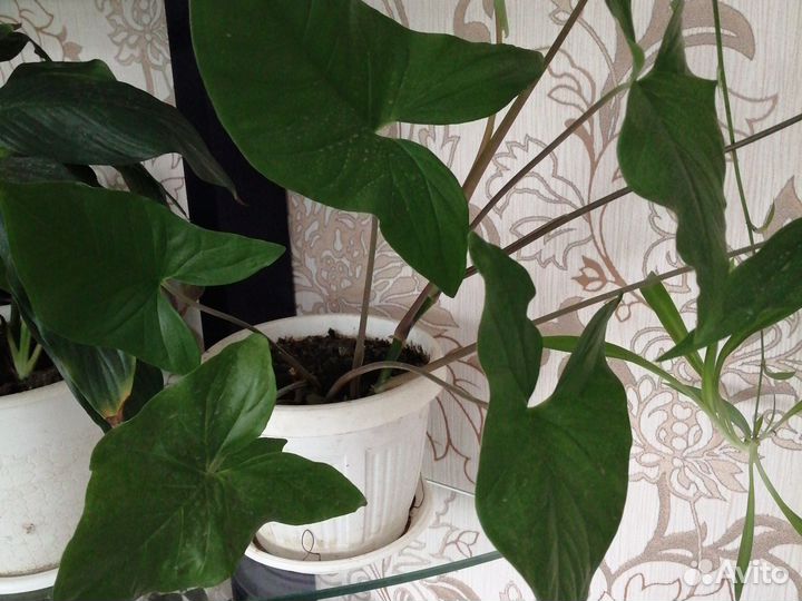 Комнатные цветы