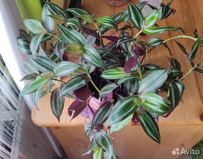 Традесканция зебрина