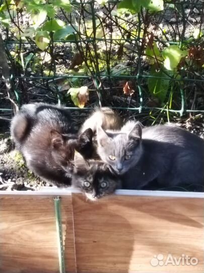 Ласковые котята