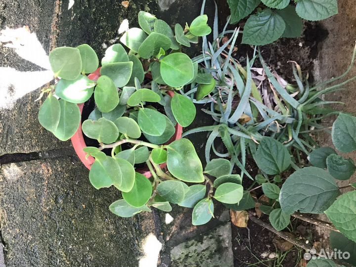 Продам цветы комнатные