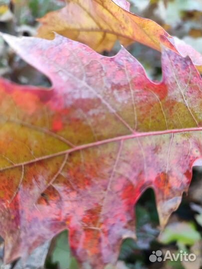 Дуб красный