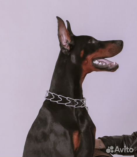 Предлагается доберман для фотосессии