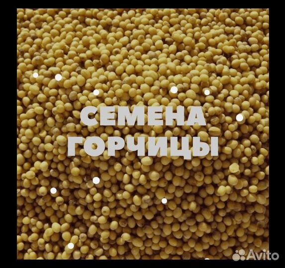 Жмых горчицы